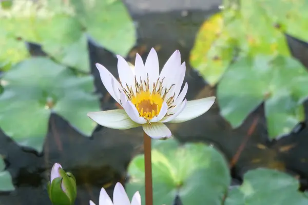 白い蓮の花 — ストック写真