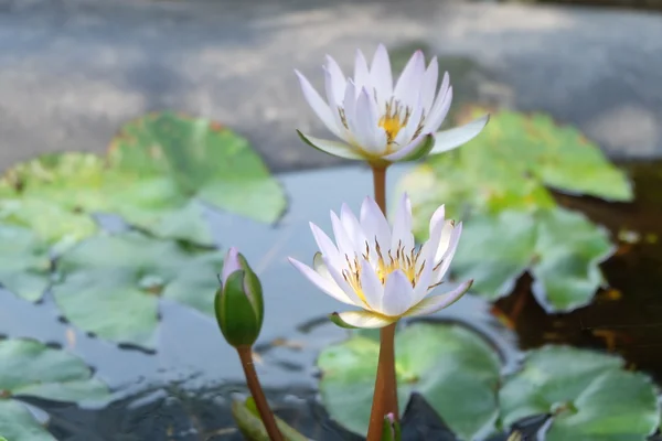 白い蓮の花 — ストック写真