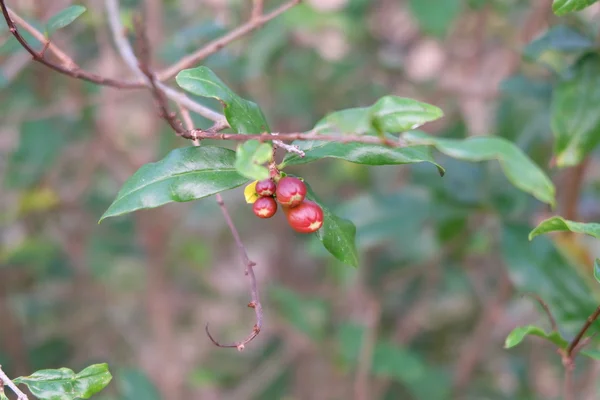 Fiore di melograno rosso — Foto Stock