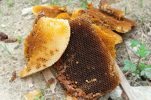 Bijenkorf vallen op grond — Stockfoto