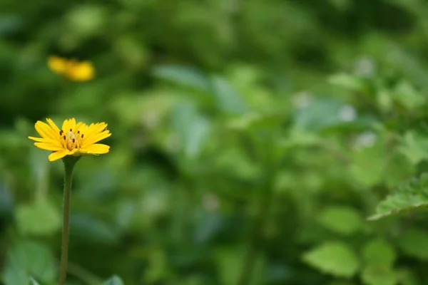 Little yellow star flower