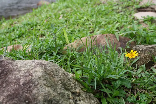 小さな黄色の星の花 — ストック写真