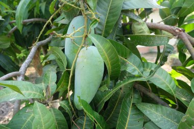 Mango ağacı bahçede