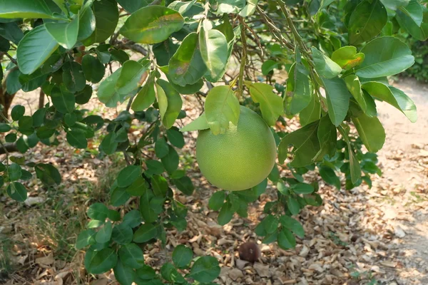 grapefruit tree in garden  pomelo