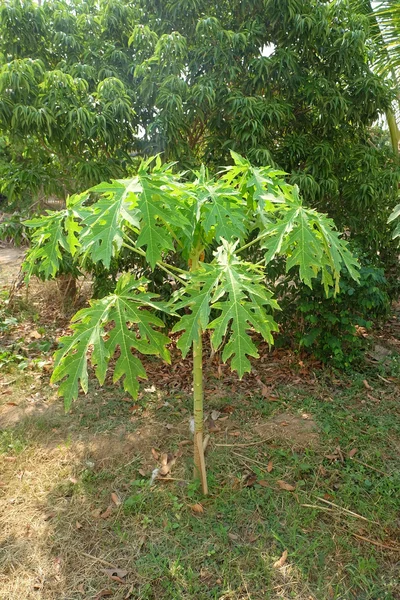 Дерево папайи в саду — стоковое фото