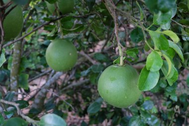 Bahçe pomelo greyfurt ağacında 