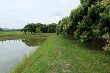 Longan ağaç meyve bahçesinde