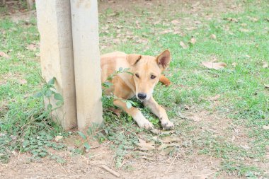 kahverengi köpek oturmak çimenlerin üzerinde 
