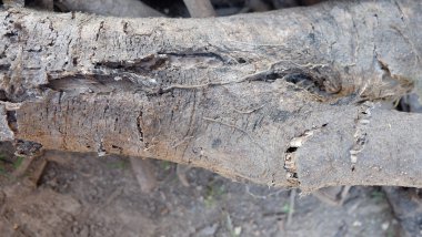 yerdeki eski günlüğü