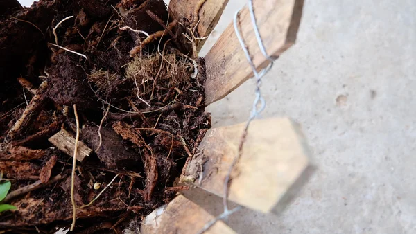Сухий coconust лушпиння — стокове фото