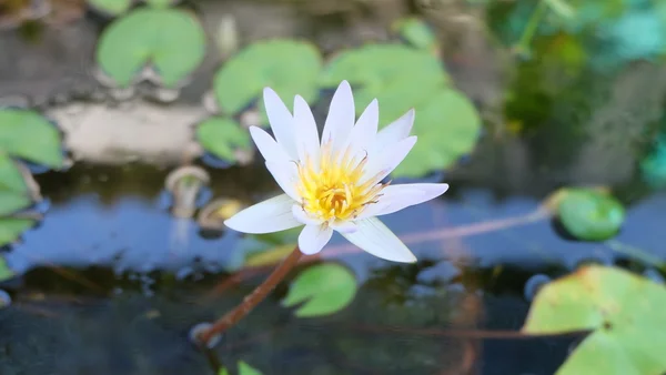 白い蓮の花 — ストック写真