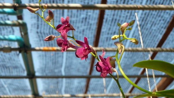 Flor de orquídea beleza — Fotografia de Stock