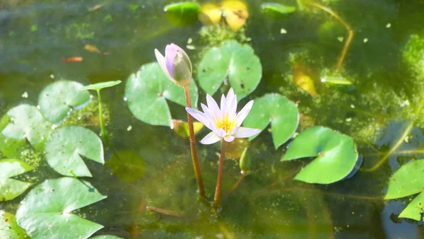 白い蓮の花 — ストック写真