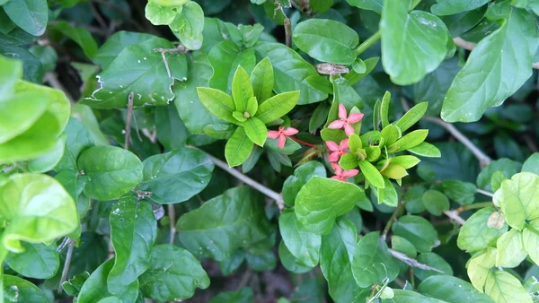 Ixora κόκκινο λουλούδι — Φωτογραφία Αρχείου