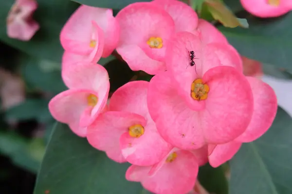 Euphorbia milii flower — Stock Photo, Image