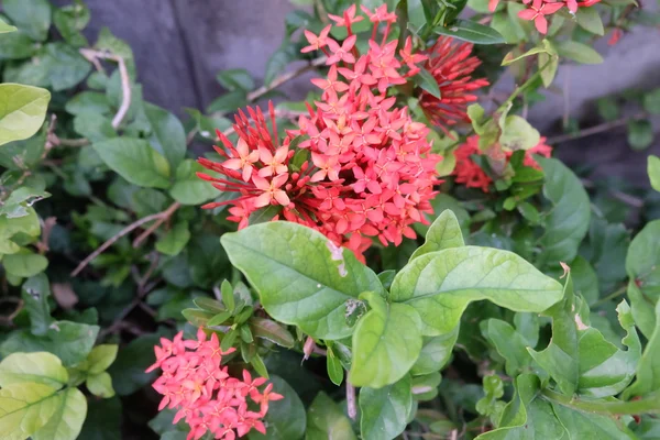 Flor vermelha de Ixora — Fotografia de Stock
