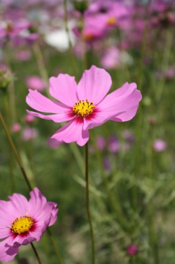 Güzellik cosmos çiçek