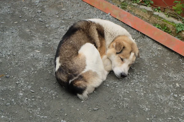 Ένας κοιμώμενος σκύλου — Φωτογραφία Αρχείου