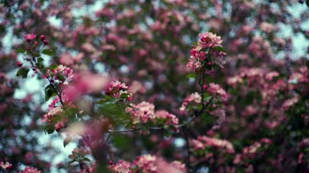 Μήλο blossoms δέντρο στον κήπο ηλιοφάνειας. Μηλιά άνθηση — Αρχείο Βίντεο