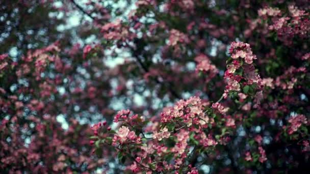 Apple träd blommar i solsken trädgård. Blommande äppelträd — Stockvideo