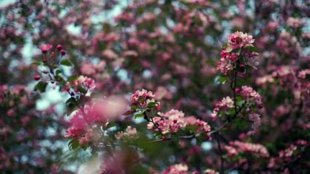 Apple tree blossoms in the sunshine garden. Apple tree blossoming — Stock Video