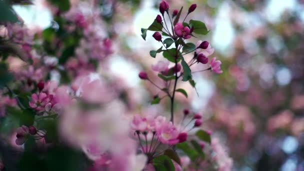 サンシャイン ガーデンでリンゴの木の花。リンゴの木の開花 — ストック動画