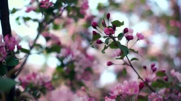 苹果在阳光花园树花。苹果树开花 — 图库视频影像