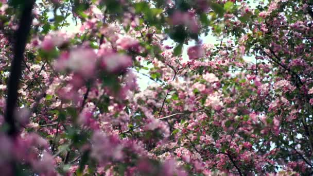 Apple boom bloesems in de zonnige tuin. Bloeiende appelboom — Stockvideo