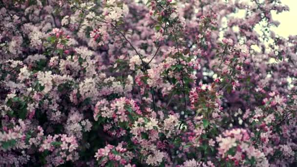 Μήλο blossoms δέντρο στον κήπο ηλιοφάνειας. Μηλιά άνθηση — Αρχείο Βίντεο