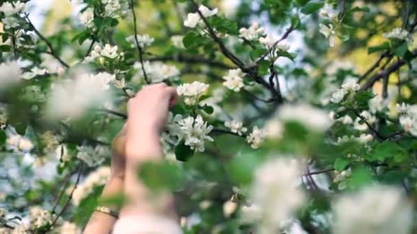 女性手ギャザーが春の庭で枝からりんごの木白の花を選ぶ — ストック動画