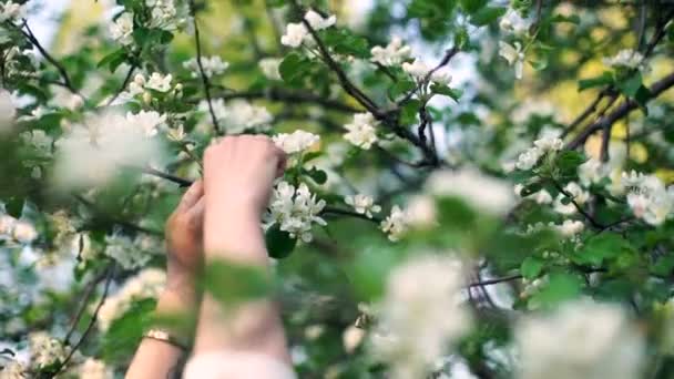 Žena rukama nabrat vyskladnění apple strom bílé květy z větve v jarní zahradě — Stock video