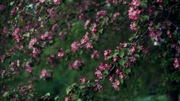 Apple boom bloesems in de zonnige tuin. Bloeiende appelboom — Stockvideo