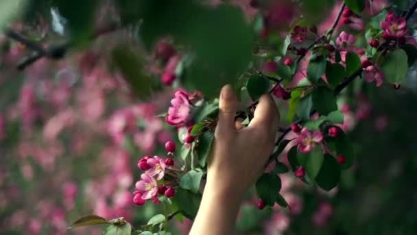 Mujer manos atesora una tierna flor de manzana truss . — Vídeo de stock