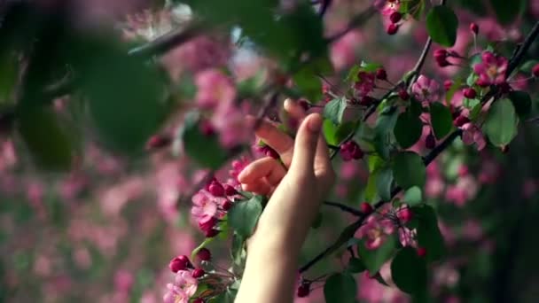 Frauenhände hegen ein zartes Apfelblütengebälk. — Stockvideo