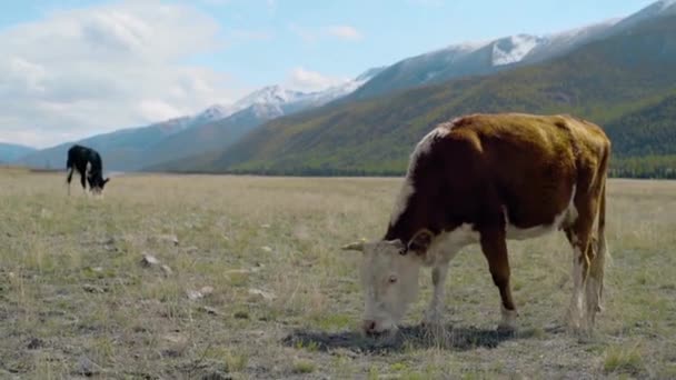 Vaches marchant dans les champs parmi les montagnes 