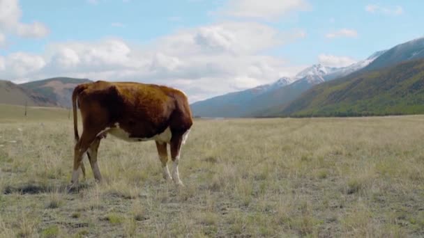 Mucche che camminano nel campo tra le montagne — Video Stock
