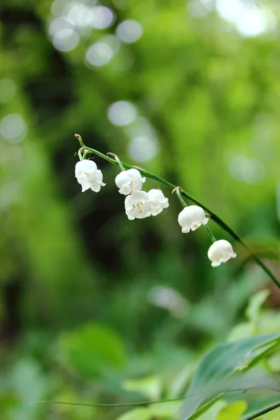 Lily van de vallei — Stockfoto