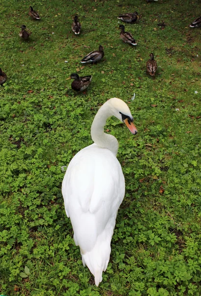 Fehér hattyú és kacsa — Stock Fotó