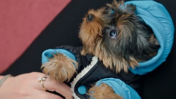 A woman is dressing a small dog — Stock Video