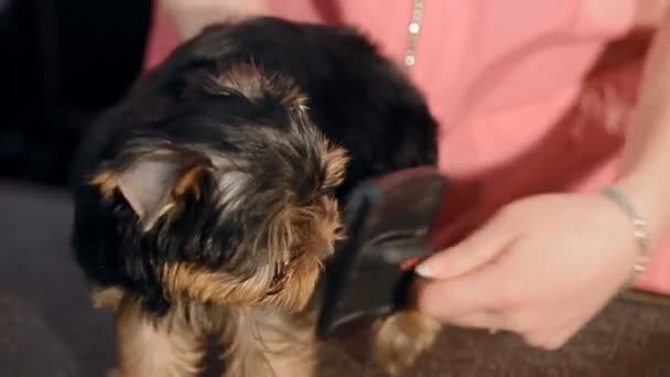 A woman is combing a small dog — Stock Video