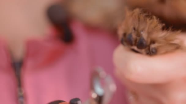 Une femme coupe les ongles d'un chien 