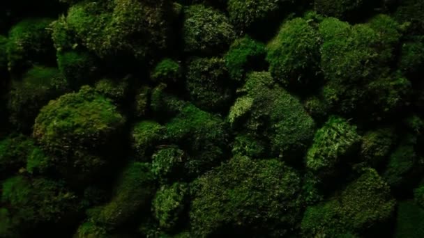 Dunkelgrünes Moos wächst auf den Steinen — Stockvideo