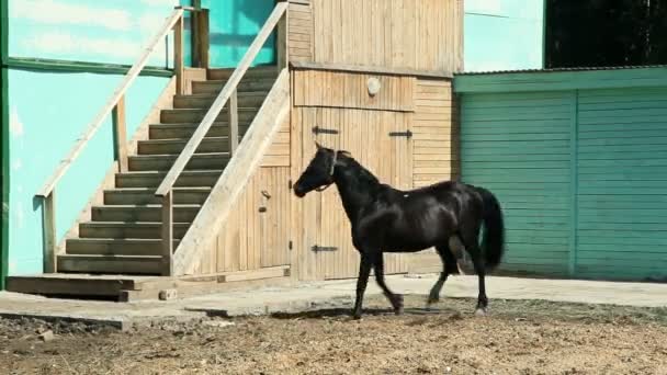 En svart häst och föl galopperar i Hagen — Stockvideo