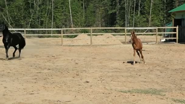 Un cheval noir et un poulain galopent dans le paddock 