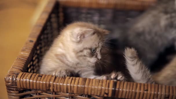 Três gatinhos estão sentados em uma cesta — Vídeo de Stock