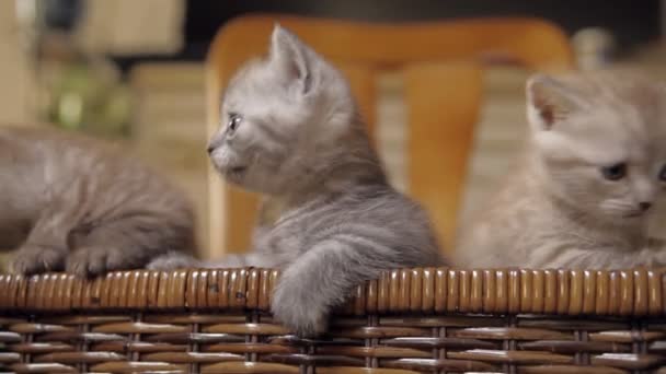 Três gatinhos estão sentados em uma cesta — Vídeo de Stock