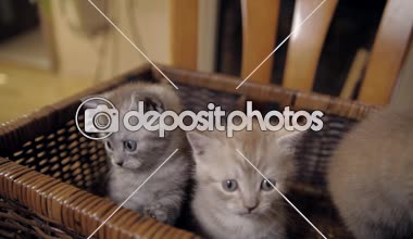 Üç yavru kedi bir sepet içinde oturuyorlar