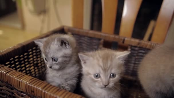 Three kittens are sitting in a basket — Stock Video