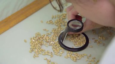 Çavdar kalitesi testi