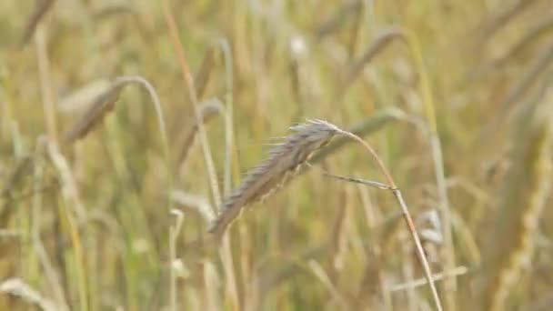 Campo de centeio — Vídeo de Stock